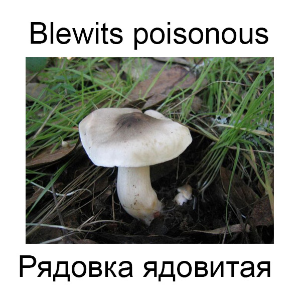 Виды грибов на английсуом